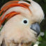 Profile photo of SavageParrot