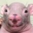 Profile photo of LuizBMU